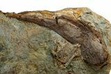 Fossil Dinosaur Bones and Tendons in Sandstone - Wyoming #330988-1